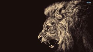 Lion mouth open wide roaring 2 - mouth wide free wallpaper