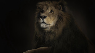Lion dark black background white - spot free wallpaper