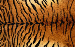 Tiger fur pattern black brown - texture free wallpaper