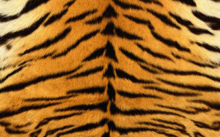 Tiger print pattern fur image - furry free wallpaper