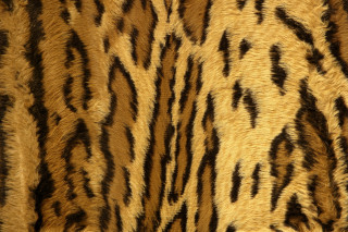 Tiger print fur closeup black - brown free wallpaper for desktop