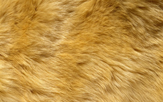 Brown fur texture closeup black - derf free wallpaper
