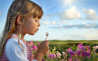 Little girl blowing dandelion field - a little girl free wallpaper