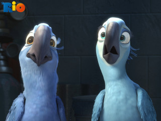 Two birds standing brick wall - david young cameron free wallpaper