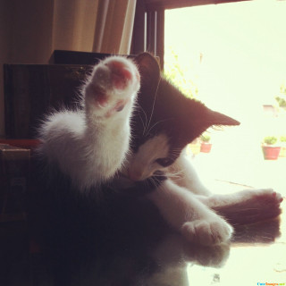 Cat sitting table pawing camera - a cat free wallpaper