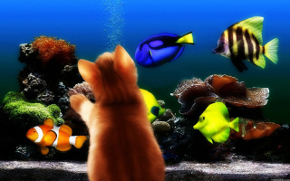 Cat looking fish aquarium person - chippy free wallpaper