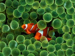 Clown fish hiding sea anemone - tongue free wallpaper