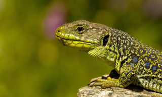 Lizard sitting rock outside sunshine 2 - a rock outside free wallpaper