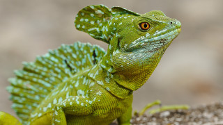 Green lizard yellow eye rock - a yellow eye free wallpaper