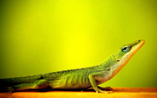 Green lizard table background wall - a green wall behind free wallpaper
