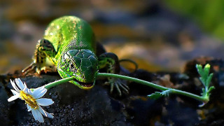 Green lizard rock flower daisy - free animals wallpaper