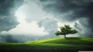 Tree hill cloudy sky birds - overhead in the sky above free wallpaper
