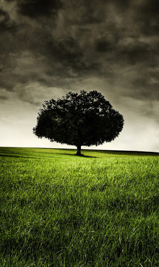 Lone tree green field cloudy 6 - digital photography free wallpaper