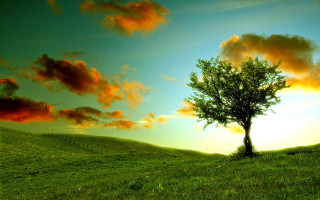 Tree field sunset clouds sky - a matte painting free wallpaper for desktop