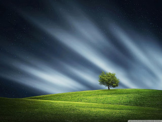 Lone tree green hill night - a green field below free wallpaper