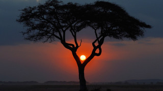 Tree sunset dark sky clouds - single free wallpaper