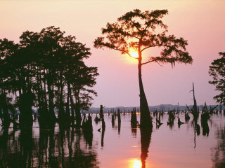 Tree flood sunset reflection water - the background and the water free wallpaper