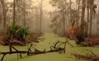 Swamp trees moss foggy day - charles ragland bunnell free wallpaper