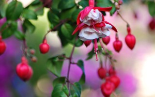 Flower red white green pink - green leaf free wallpaper
