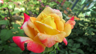 Yellow red rose garden flowers - dennis ashbaugh free wallpaper for desktop