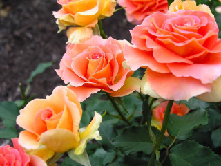 Orange yellow roses garden dirt - rose free wallpaper