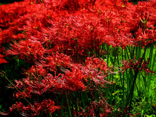 Red flowers field blue sky - red flower free wallpaper