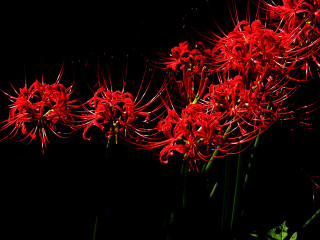 Red flowers vase table black - a vase free wallpaper