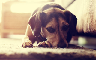 Dog laying on floor head - its head on free wallpaper