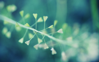 Plant small leaves stems blurry - a close up of a plant free wallpaper