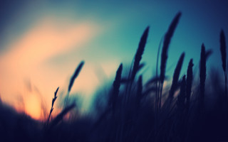 Blurry field grass sunset background - grass free wallpaper