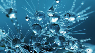 Dandelion closeup water droplets petals - petal free wallpaper