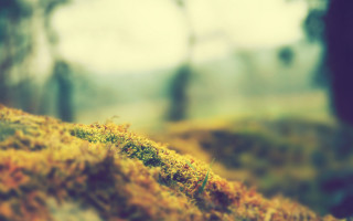 Moss covered hill trees blurry - hill free wallpaper