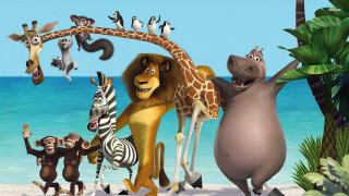 Animals beach ocean giraffe zebra - top of a beach next free wallpaper