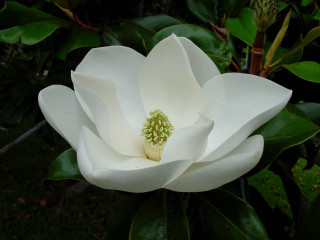 White flower green center tree - digital photography free wallpaper