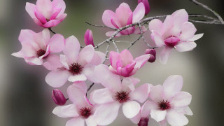 Pink flowers tree branch blurry - a blurry background free wallpaper for desktop