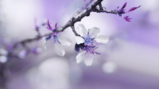 Branch white purple flowers blurry - choi buk free wallpaper for desktop