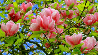 Pink flowers tree green leaves - a few green leaf free wallpaper