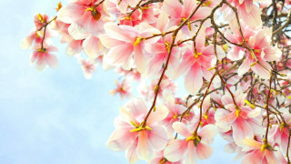 Pink flower tree bird sky - naturalism free wallpaper
