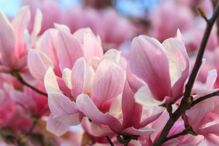 Pink flowers tree branch blue 3 - a close up of a bunch free wallpaper