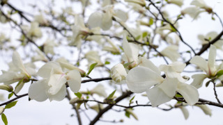 White flowered tree leaves sky - lot of leaves free wallpaper