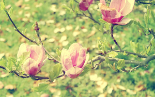 Pink tree flowers green grass - constance copeman free wallpaper for desktop