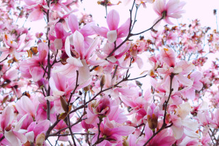 Tree pink flowers branches leaves - the branch free wallpaper