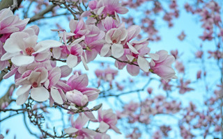 Tree pink flowers blue sky 8 - a blue sky in the background free wallpaper for desktop