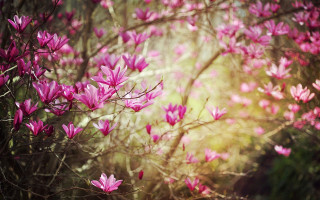 Pink flowers tree branch woods - naturalism free wallpaper