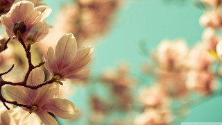 Branch pink flowers blue sky 3 - soft color free wallpaper