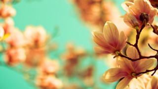 Branch flowers blue sky autumn - the foreground free wallpaper