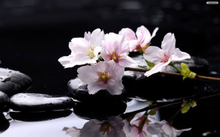 Flowers black surface rocks water - a group of flowers free wallpaper