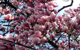 Pink flower tree spring blue - a clear day free wallpaper