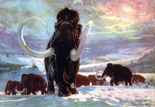 Woolly mammoths snowy landscape rainbow - a rainbow in the sky free wallpaper