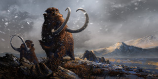 Horned animal rocky hill snowy - animal standing free wallpaper